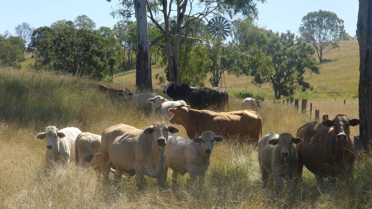 Reliable progeny: The Duncombe's have been using Kandanga Valley genetics in their breeding program since they started with the Charbray breed 15 years ago.