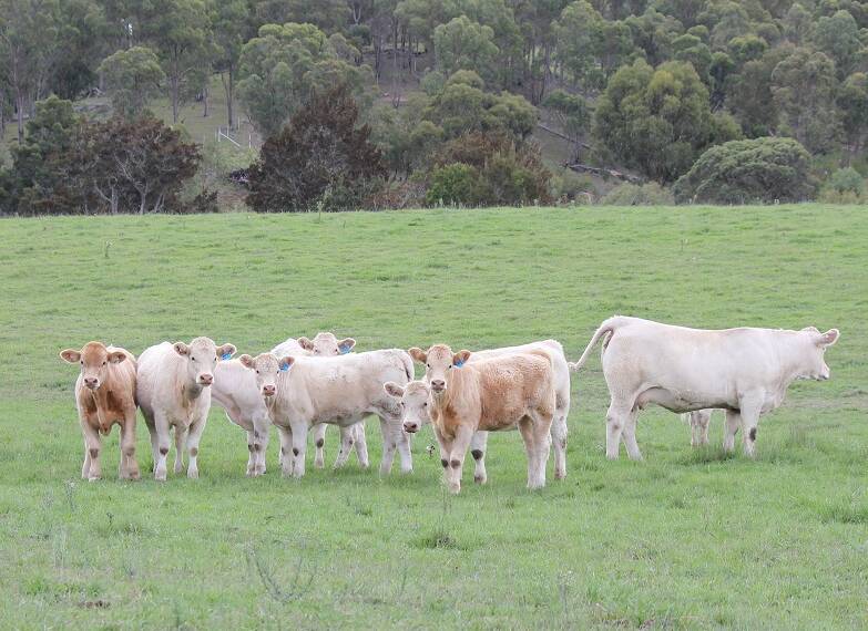 The Frizell’s run a dual commercial and stud operation which comprises 250 registered stud Charolais females, 100 registered Angus cows, and close to 200 Charolais/Angus-cross and Charolais/Shorthorn-cross cows in the commercial section of the business.