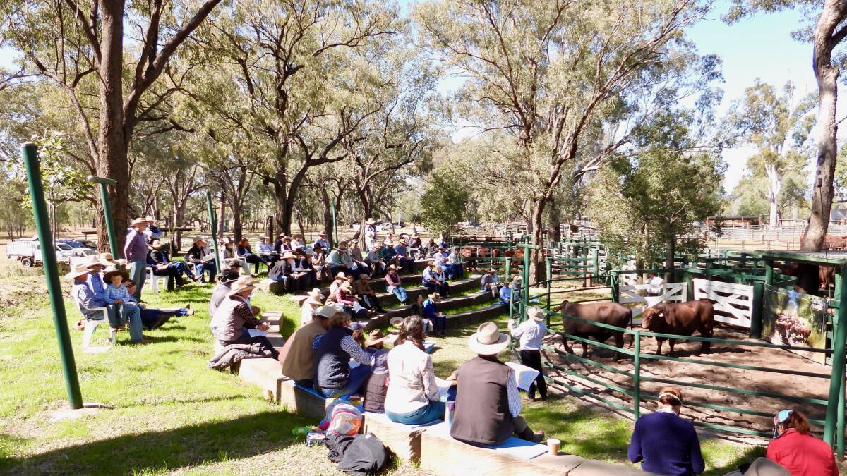 Great turnout: Close to 70 commercial and seedstock cattle producers from across the state were in attendance at the Open Day.