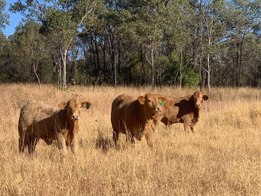 A selection of the Stevensons Charolais-cross calves on-property at Spring Creek.