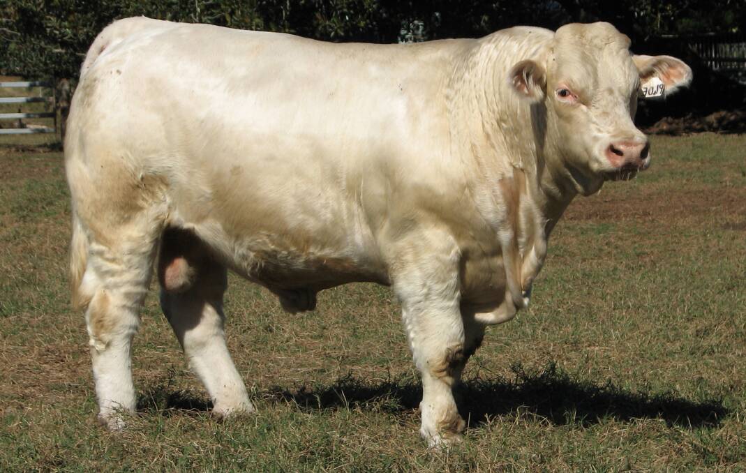 Thickset: The Clarksons purchased the then 28 month-old Kandanga Valley Perry, sired by Kandanga Valley Jonah, for $8500 from the 2020 Kandanga Valley on-property sale.