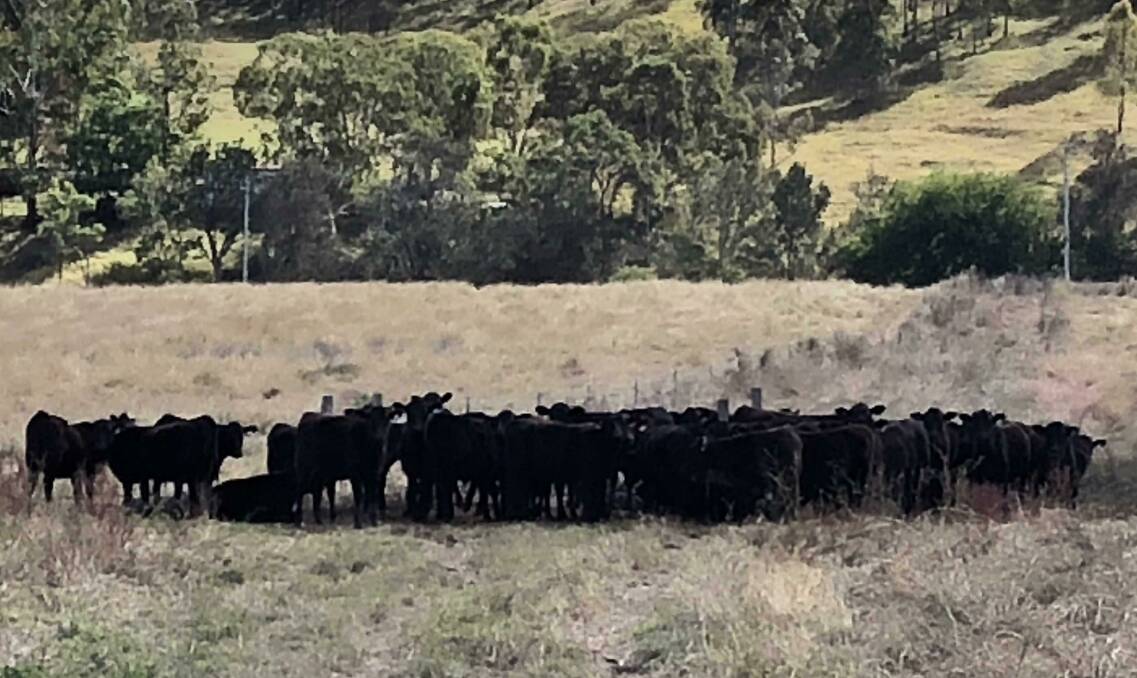 Pure Angus objective: The Franklins have been purchasing Angus bulls for the past five years, with the long-term objective of creating a purebred Angus herd.