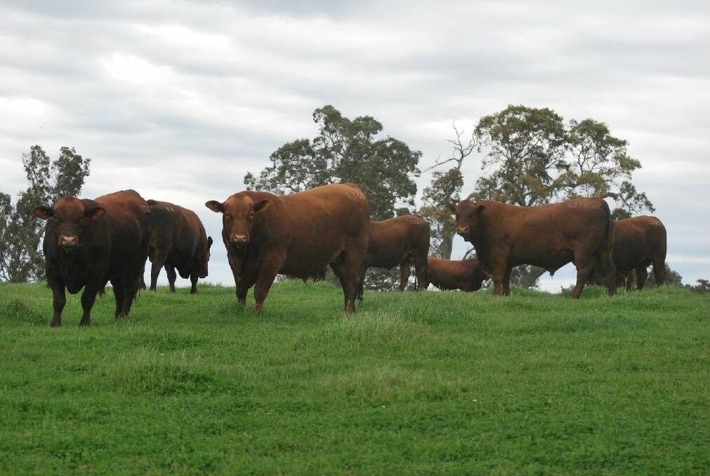 First-rate cross: James Lilburne said the Red Angus/Red Senegus-cross draft being offered this year is of cracking quality.