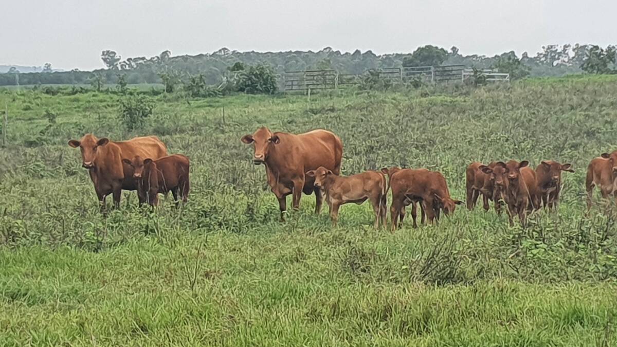 A Belmont Red cow (right) and Belmont Red cross cow (left) with some of this years calves on Rod Knutsen and Jane Lindner's Koumala-based property.