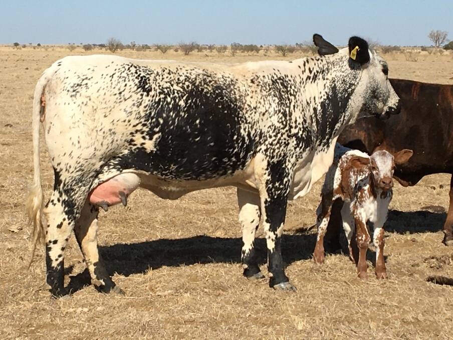 Well bred: An F1 Droughtmaster Speckle cow with calf on the Birchmore's 26,300ha Bernborough and Kiriwina aggregation.