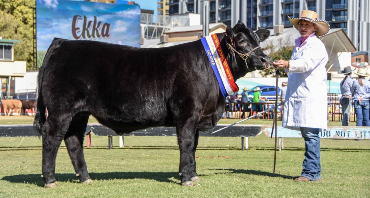 Jackpot: The Limousin x Angus steer (with handler Karen Griffiths) which won the heavy weight, grand champion titles and overall steer jackpot in the led steer and carcass competition at the 2018 Ekka.