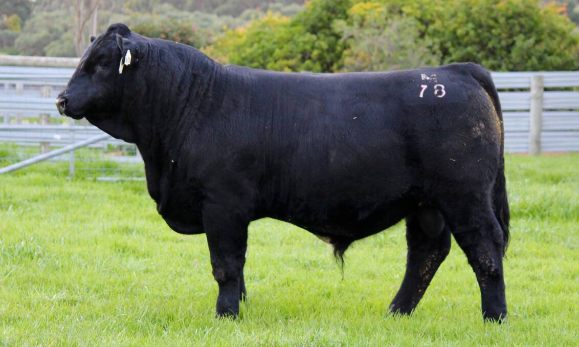In all 105 lots will be offered at the Ausmectin Red Angus and Simmental National Show and Sale comprising 56 Red Angus and 49 Simmental lots respectively.