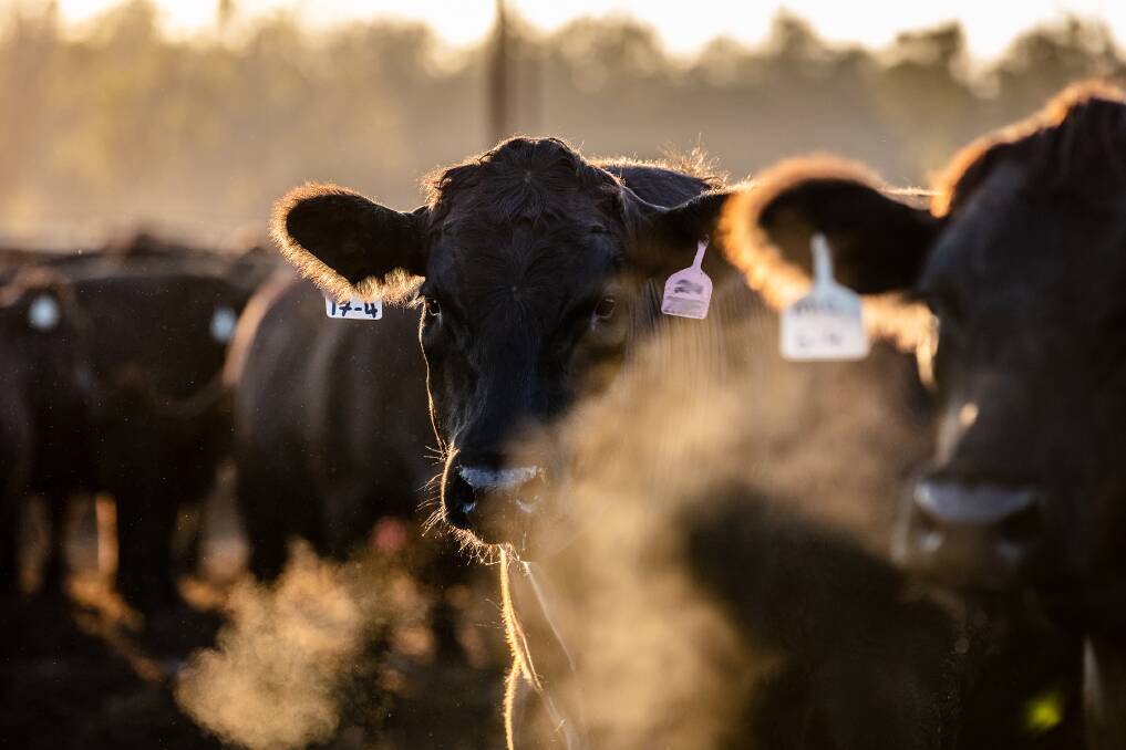 Specialists: Mort & Co is synonymous with feedlotting in Australia and around the world. The business has been built on the back of their expertise in lot-feeding beef cattle.
