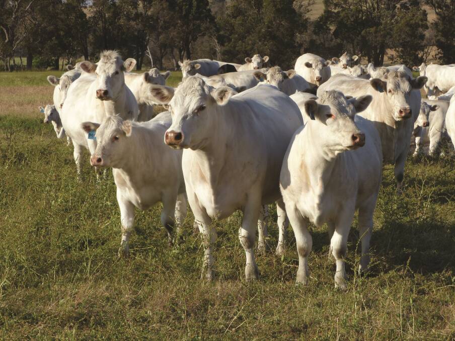 Focus: Australian Charolais breeders have focussed on positive selection for maternal traits, leading to higher female retention in crossbreeding systems.