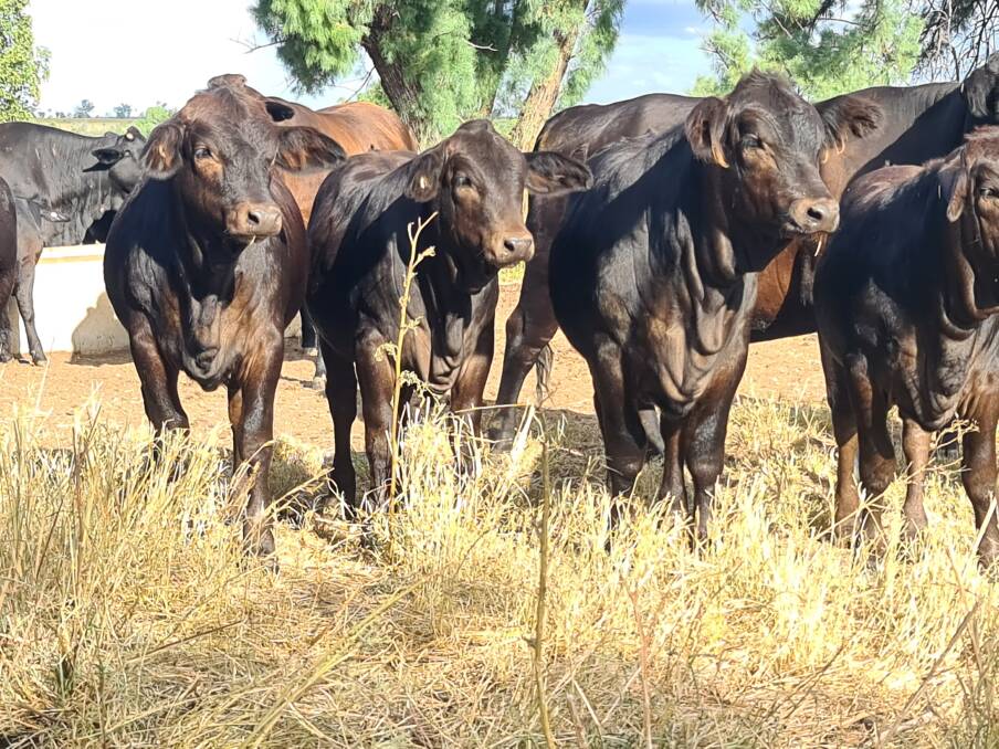 Many benefits: Lenore Cole said the Black Simmental x white Brahman progeny they produce are quiet, polled, black crossbred progeny, and that the Simmentals' low birth weight helps the cows and the calves grow quickly.