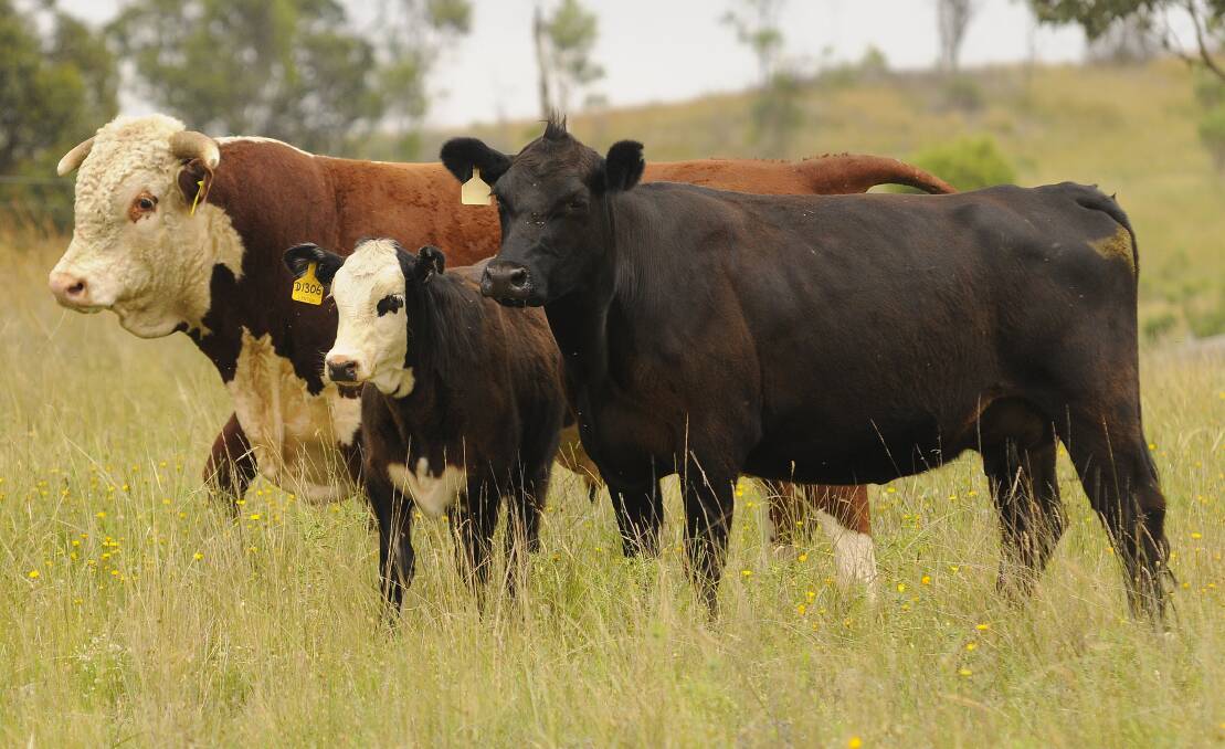 More kilos: The trial has shown that Hereford sired steers are up to nine per cent heavier then pure Angus.