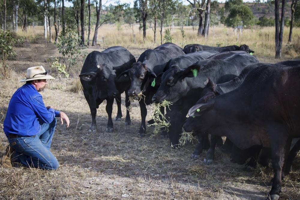 First drop: Steve McBride with the Robuck Hill Brangus heifers in the AI program from which calves are expected to drop in August or September. Photo: Kelly A Lucey.