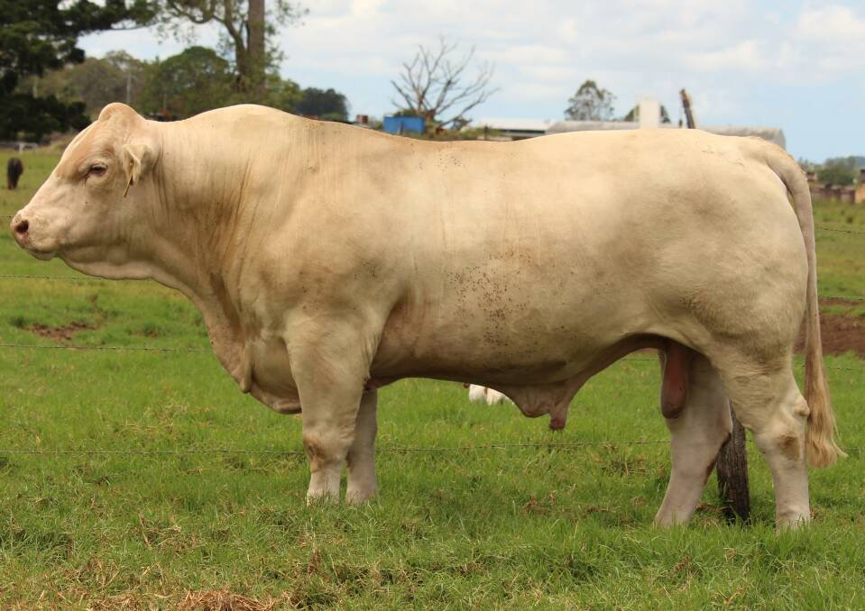 Performing well: Glenlea Louis is now in with the Brahman females at Barbara Davisons' breeding block, Moondah in Prairie, and is doing "a great job".