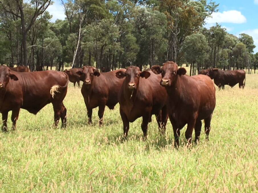 Great fit: Peter Hill said the ability of the Santa Gertrudis to perform in a variety of seasonal and climatic conditions makes them the ideal for use at Dawsonvale.