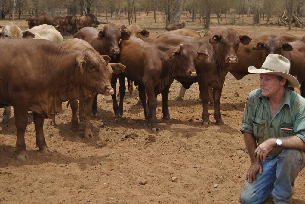 On property: Andrew Douglas with a selection of the Droughtmaster herd on Springfield, situated between Mitchell and St George, which has been owned by the Douglas family since 1912.