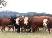 Striking draft: The Lucrana Simmentals sale draft consists includes 40 Traditional and Red Simmentals and 20 Black Simmentals. A third of the bulls are yearlings and close to 85 per cent of the sale team are polled. 