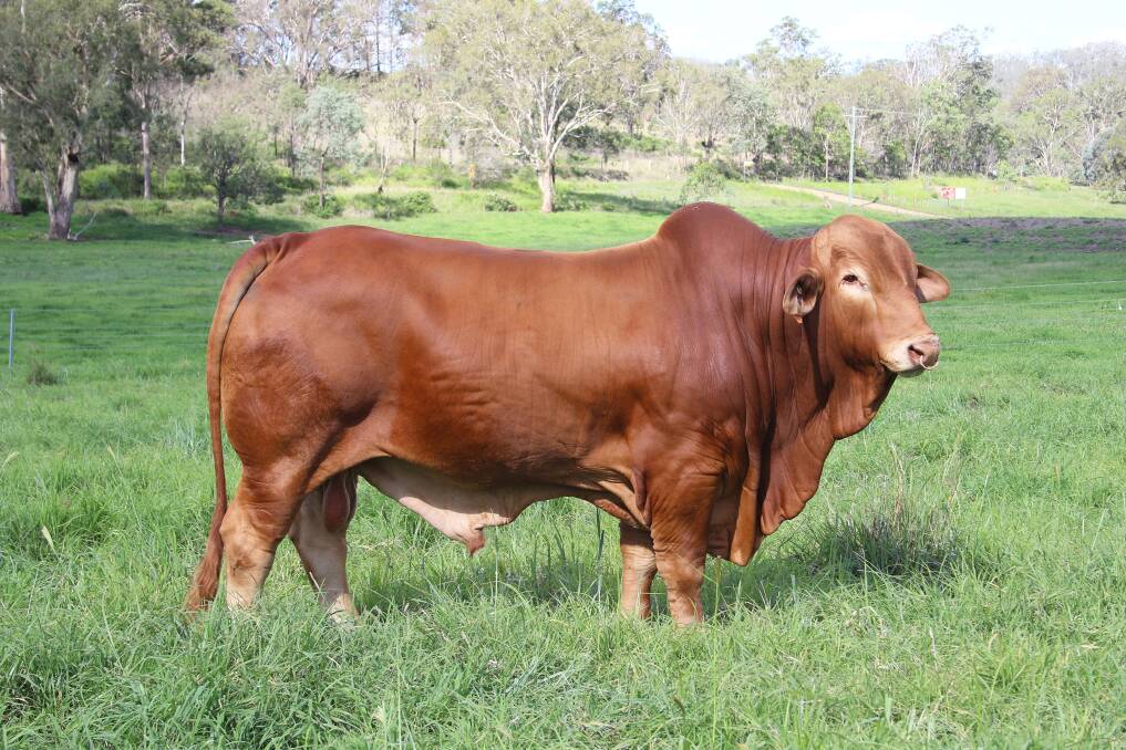 Impactful presence: The 27-month-old High Country Impact, sired by High Country Edward, is a standout among the close to 25 animals that the Laycock family will be showcasing at Beef Australia 2021. 