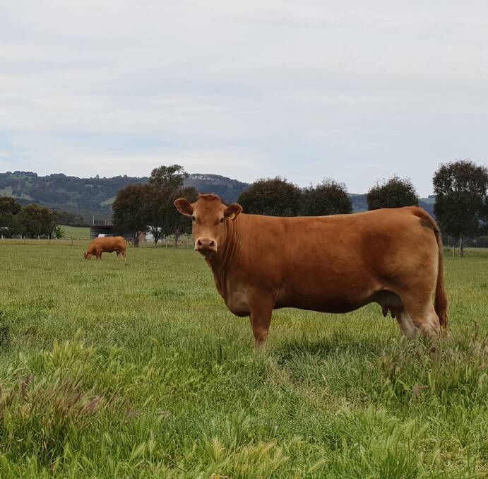 The edge: The Limousin is acknowledged globally as the preeminant carcase breed, providing myriad crossbreeding benefits for Queensland commercial beef producers. 