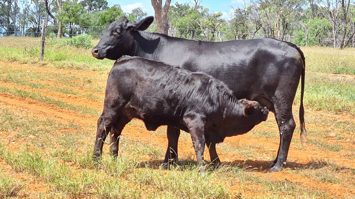 Ideal cross: A Crescent Nine Pastoral cow (50 per cent homozygous polled, homozygous Black Limousin bull x 50pc grey Brahman cow) with her 75pc Limousin/25pc Brahman calf. 
