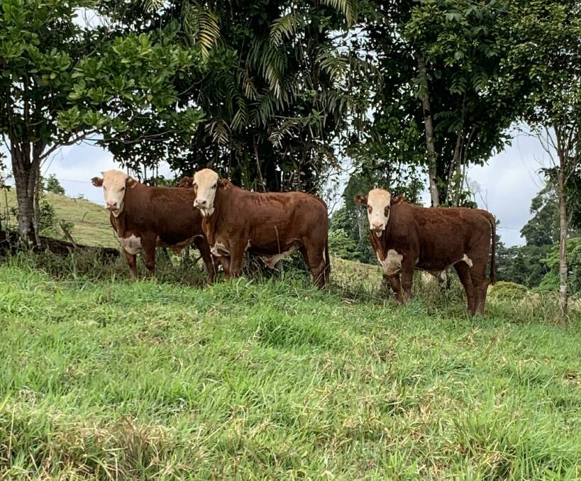 Quick turn off: The Hosie family have a preference for using Hereford bulls in their crossbreeding program as over the years they've found that they can turn off the Braford progeny a lot sooner than they can using other breeds.