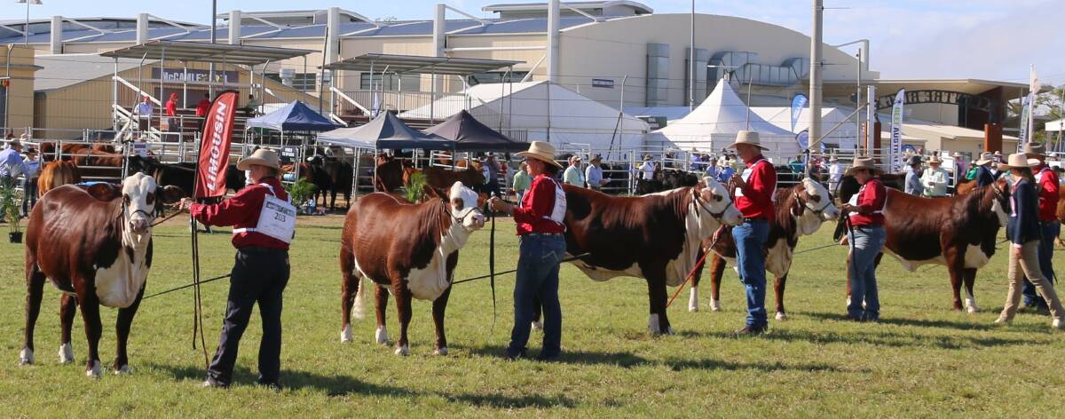 The Braford will be well represented in the Beef '24 show ring with more than 100 registered Braford animals to be judged. Picture by Jill Galloway.