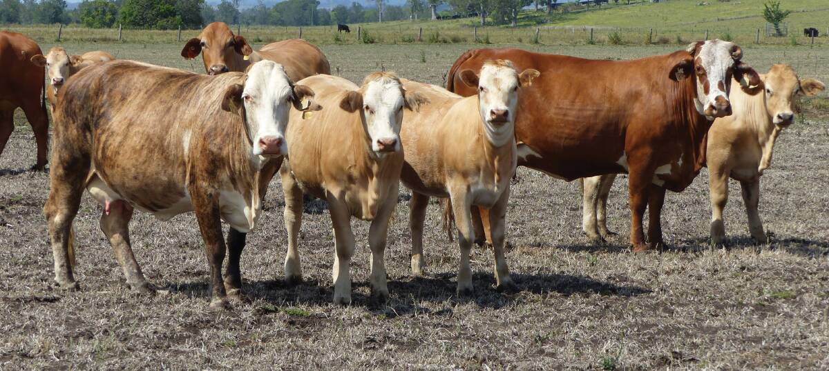 Big benefit: Charolais Society general manager Colin Rex said Charolais sired calves on Brahman Hereford cows, provide the ultimate heterosis advantage.