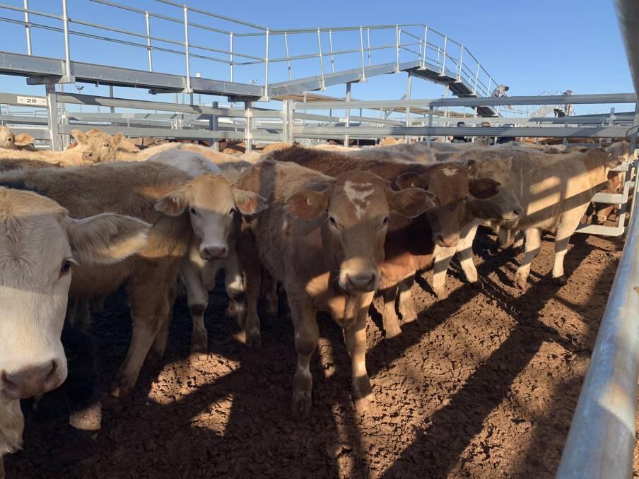 Great returns: Record weaner prices through the Roma Saleyards this year have lifted the Loughnans average to more than $1100 per head for the Charolais-cross progeny they produce. 