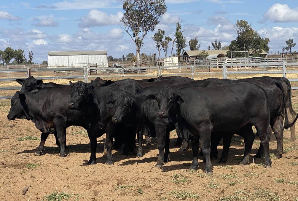 Lovely ladies: A total of 130 first-rate commercial heifers will be offered at the 2020 Ray White Brangus Commercial Female Sale.