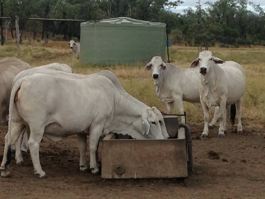 First calf heifers by bulls the Braitlings purchased at the Rockhamption Brahman Week Sale last year, on-property at Rainworth.