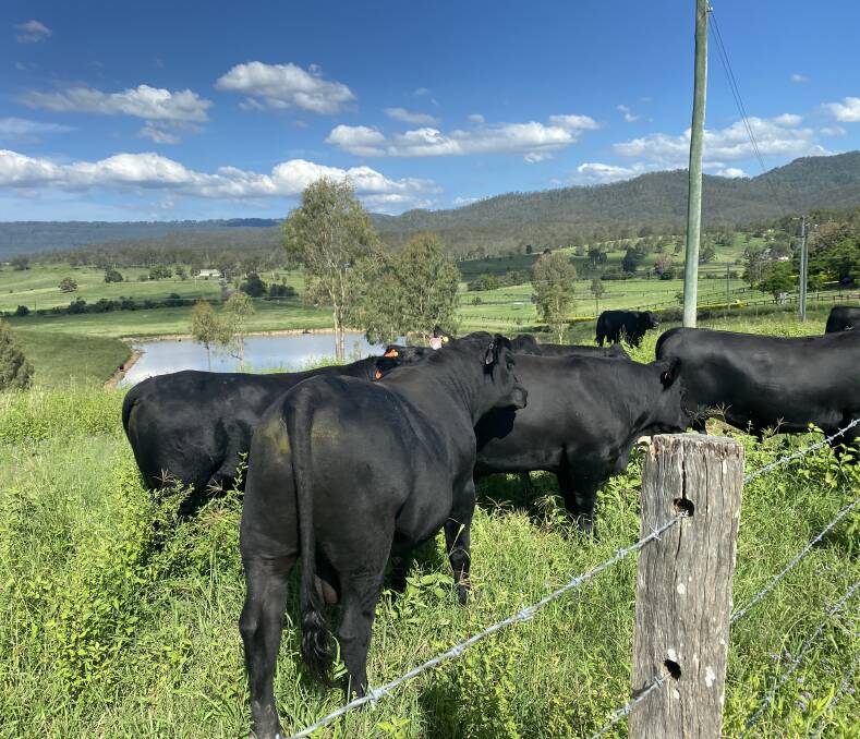 Brilliant bulls: Since switching from dairy to a beef cattle focus in 2012, the Plunkett family have bred up their herd using Cochrane Angus bulls.