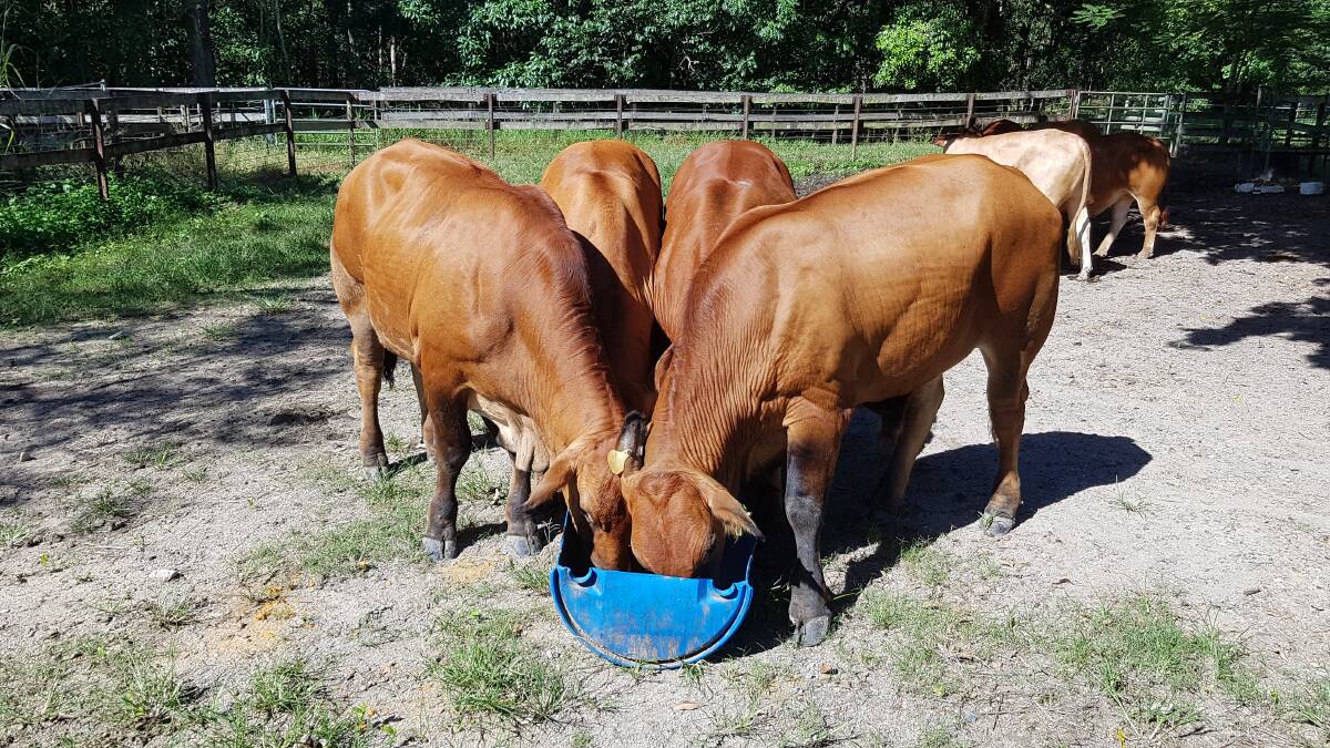 Market target: Kennedy Springs Brangus sell young finished cattle to Morganbury Meats as milk or two-tooth, 22 to 26 months-old's at 550 to 620kg live weight.