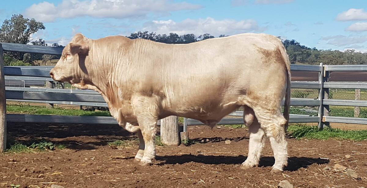 The Dennis family purchased Mountview Notorious for the top money in the Charolais section ($9500) at the 2018 February All Breeds Bull and Female Sale, from the Bebbington family, Mountview Charolais, Cambooya. Mr Dennis said Notorious is currently performing very well in the herd.
