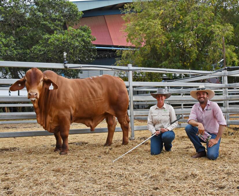 The $50,000 sale topper of the 2022 CQ Invitational Droughtmaster Sale, Konjuli Nikko (P), with vendor Evonne Barrett, Konjuli stud, Woolooga, and buyer Sam Barton, Huntly Droughtmasters, Clermont. File picture.