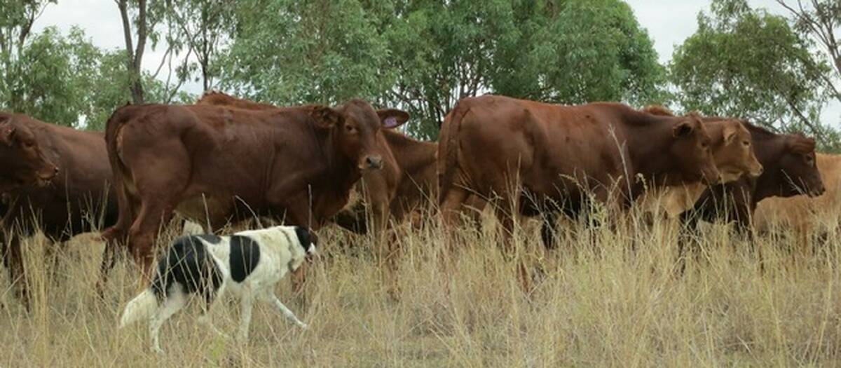 Problem solver: By joining Droughmaster bulls to their crossbred breeding herd the Moxham-Price family have overcome the issues they were having with ticks.