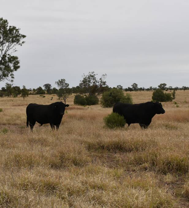 Looking ahead: In the future, the Bassetts plan to put steers and cull heifers by their Millah Murrah Angus bulls into performance trials.
