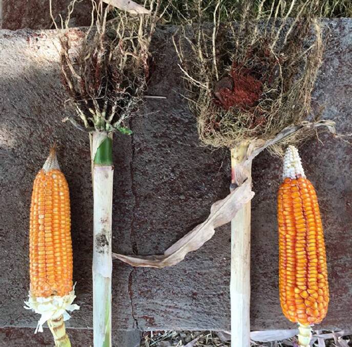 Eye-opening results: AGN Bio-Fertilizer was applied to the crop pictured right which resulted in longer leaves, stronger roots and an additional 30 per cent yield.