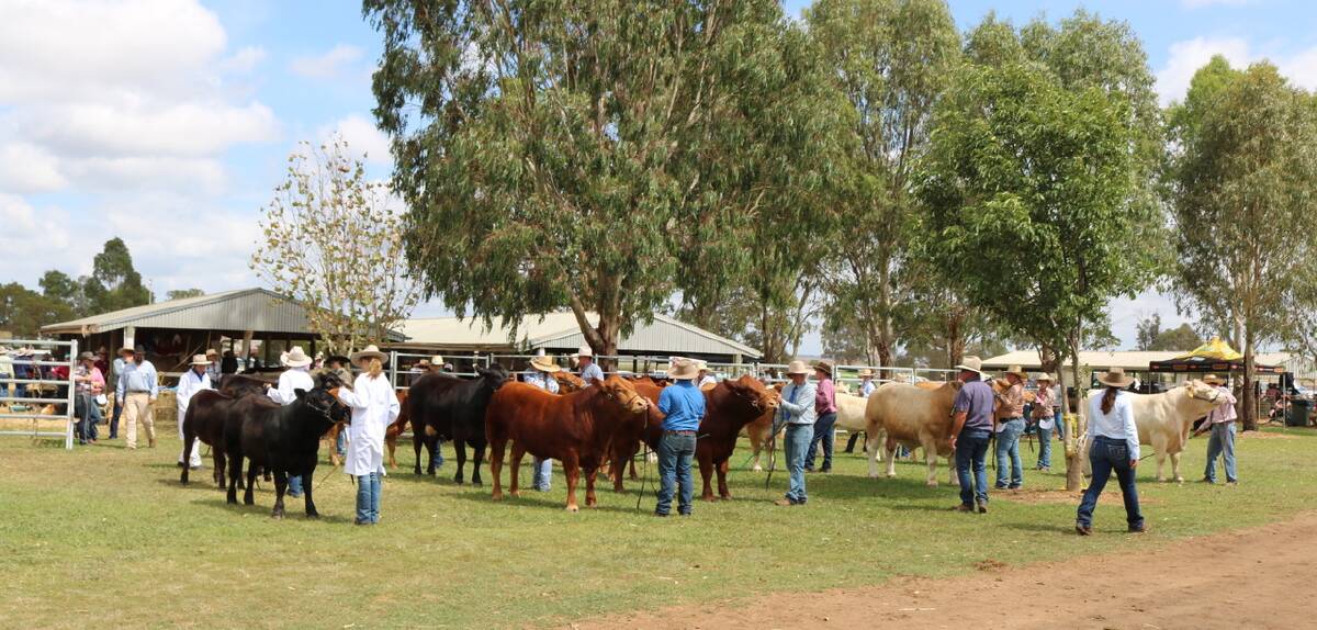 You be the judge: Myriad cattle, horse and other livestock competitions will be held across the course of the 2020 Clifton Show. Photo: The Clifton Courier.