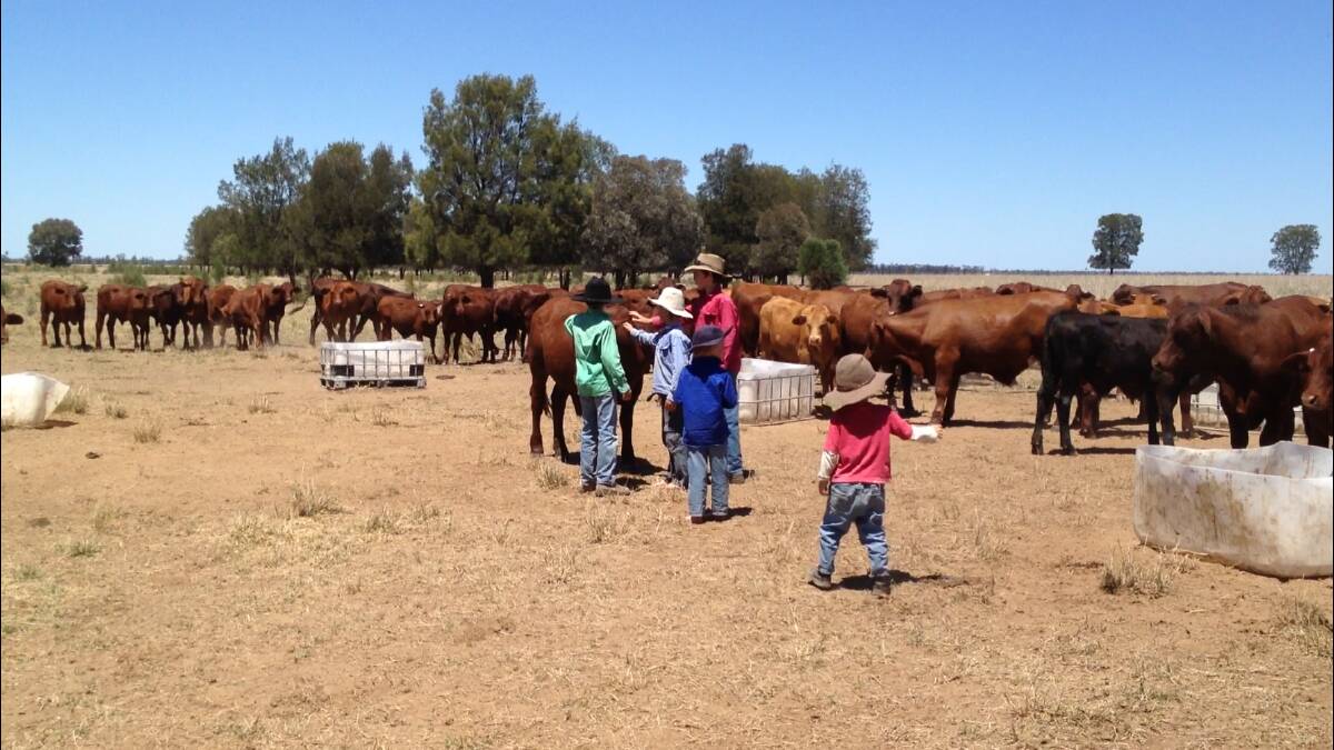 The McDonald family join Santa bulls with their pure Santa, and Brahman/Santa-cross breeders, from August to November.