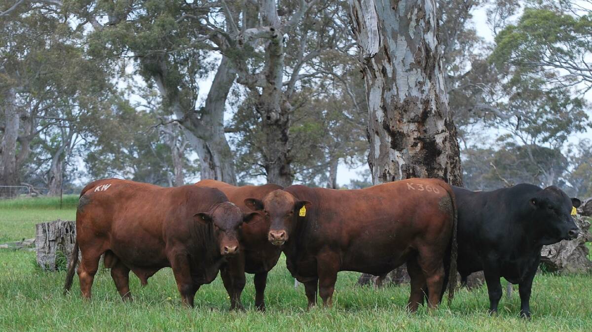 Mighty Angus: Three leading Angus Studs will be offering a catalogue of 156 bulls during the seventh annual Australian Topstock Barcaldine Bull Sale being held on Friday, February 24 at the Barcaldine Saleyards.
