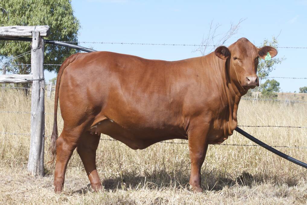 In all 70 lots, consisting of 50 Red Senepol and adapted Bos Taurus, 10 Senepol x Angus, and 10 Senepol x Charolais have been selected for the 5 Star Senepol and Adapted Bos Taurus Bull Sale on September 20.