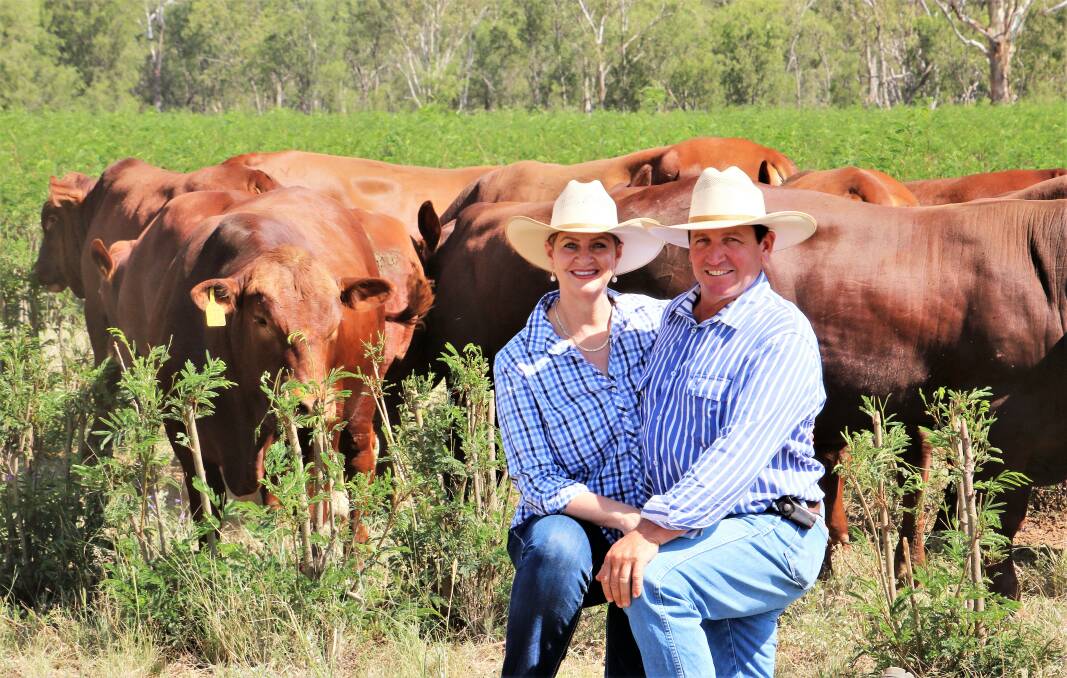 Seifert Belmont Reds stud principals Jeanne Seifert and Ian Stark, are the largest breeders of pure-bred registered Breedplan-recorded Belmont Reds in Australia.