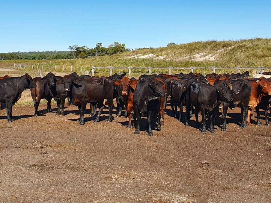 Fertility focus: Being stringent with their selection process has provided the Mace family with a highly fertile female herd on Toorilla Plains.