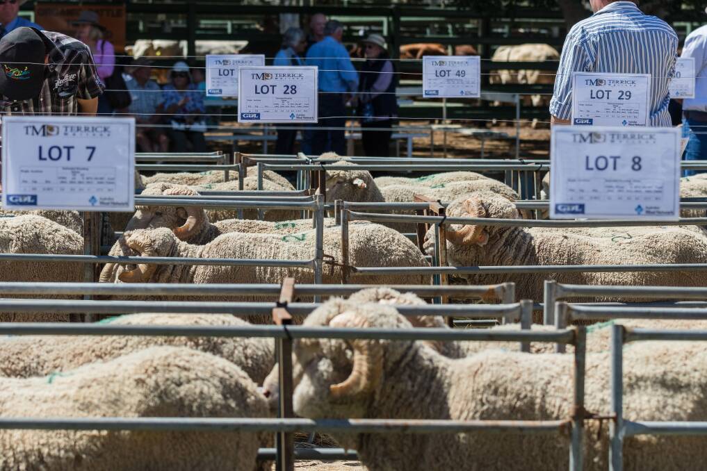 Quality rams: David and Neida Mims have been buying rams from Rick and Jenny Keough, Terrick Merino Stud sales, since 2013. Their entire flock is now by Terrick rams.