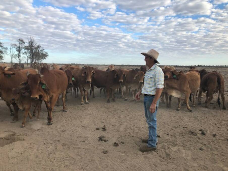 Feeding time: Fred Stanford feeding cottonseed to a mob of Brahman breeders on Ardlui. The family is currently supplementing their herd due to the ongoing dry conditions on-property.