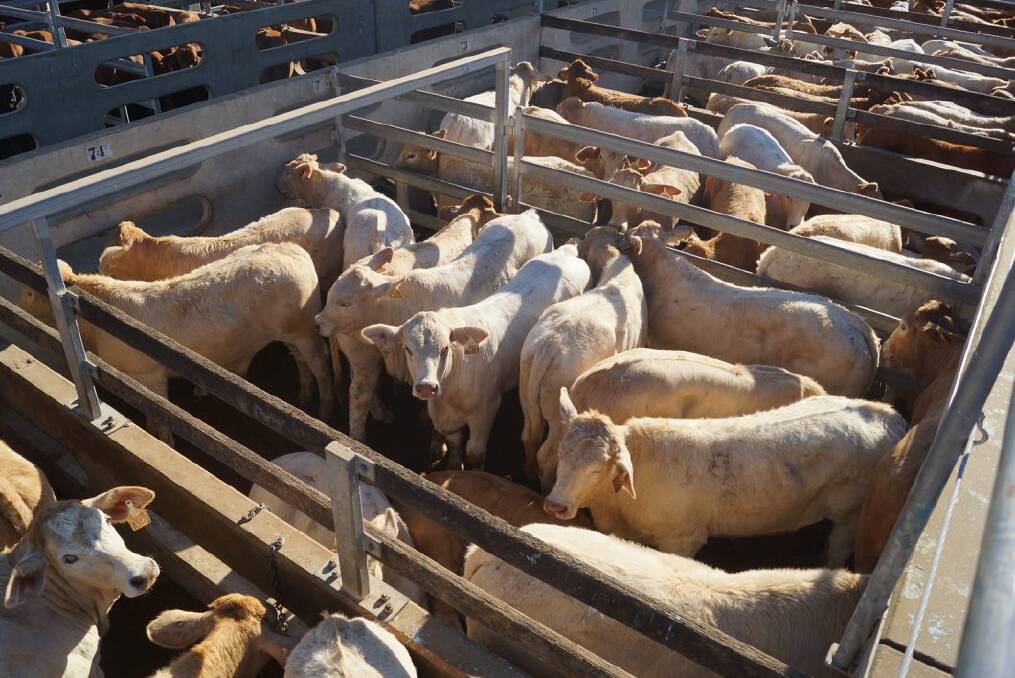 Target: The Davidsons, breed and sell weaner steers, usually at 270kg to 280kg, through the CQLX saleyards during the June weaner sales.