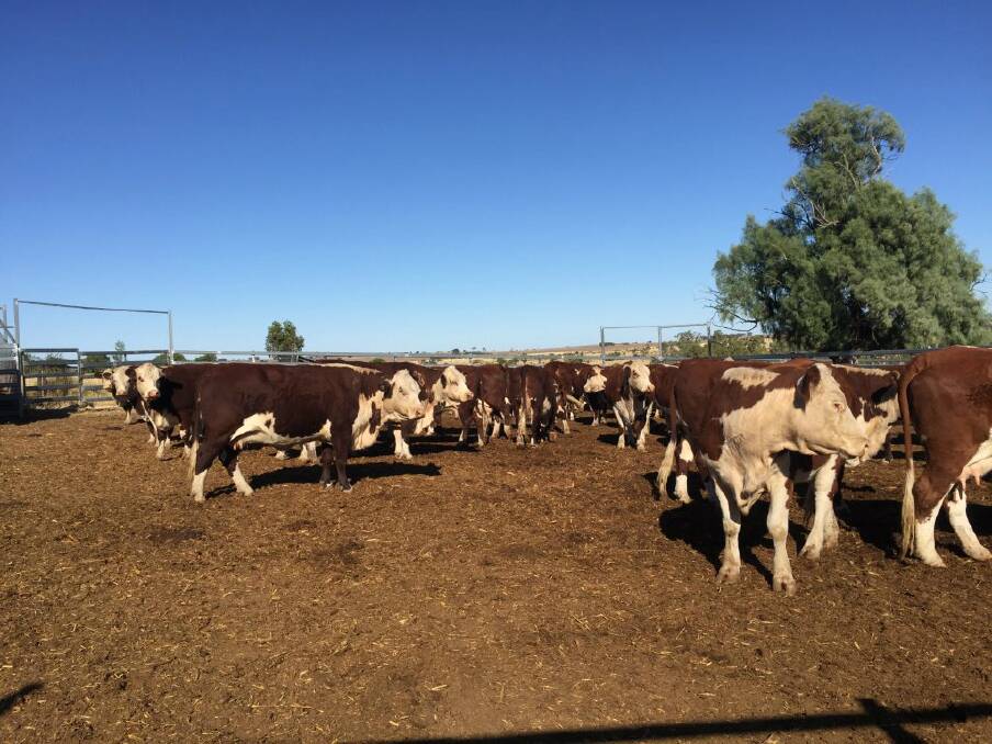 Lovely ladies: Scott Wason said the the sires purchased at the Roma Poll Hereford Bull Sale are put with their top cows for the future breeding of their own herd bulls.
