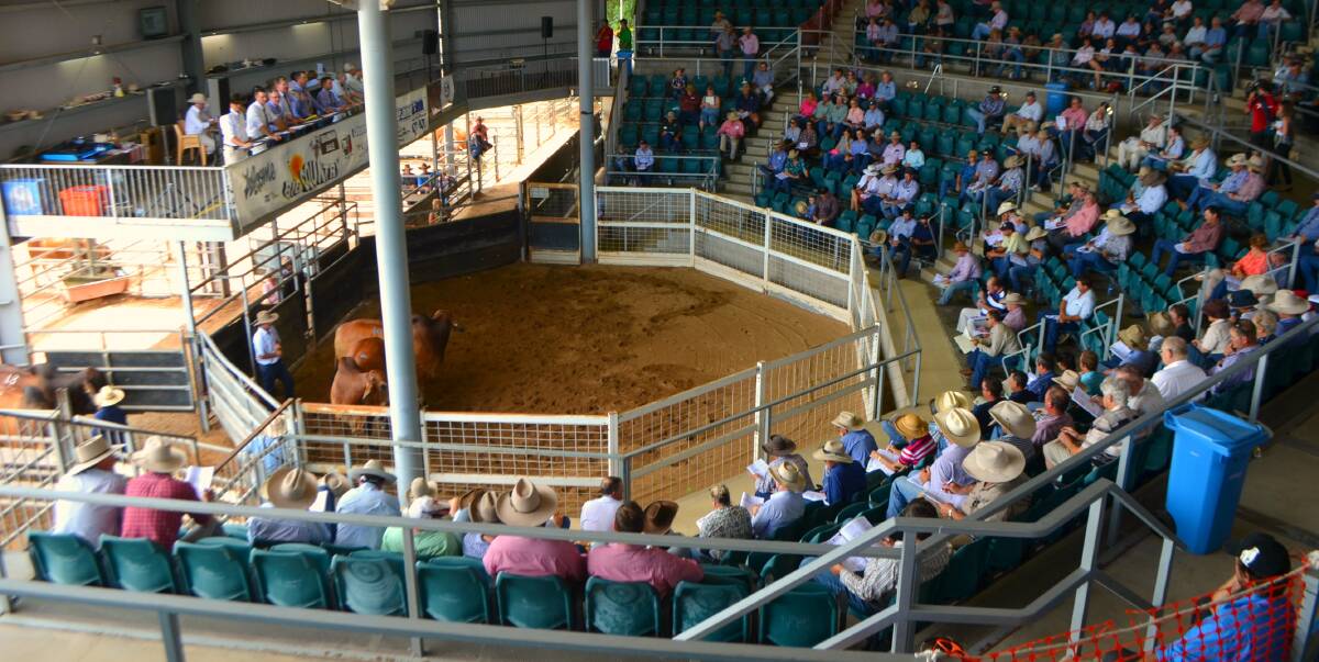 Premier lines: A total of 365 lots are catalogued from 49 studs across Qld for the 2019 Big Country Sale.