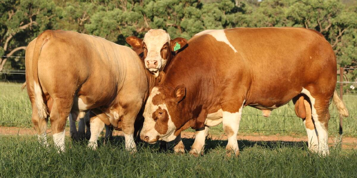 Diverse genetics: A total of 114 bulls from every mainland state in Australia will be offered at the 2022 Queensland Simmental Bull Sale at CQLX on July 25.