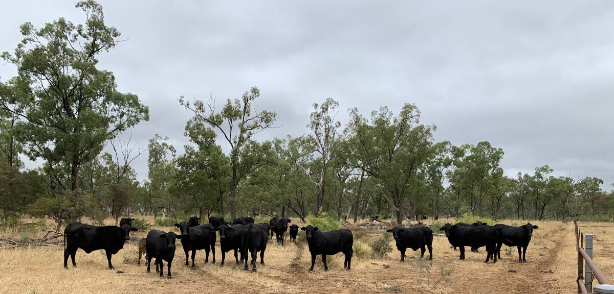 Breed benefits: Mr Meteyard said fertility, weight for size, temperament, and the marketability of the Brangus is why they chose to focus on building their pure Brangus herd.