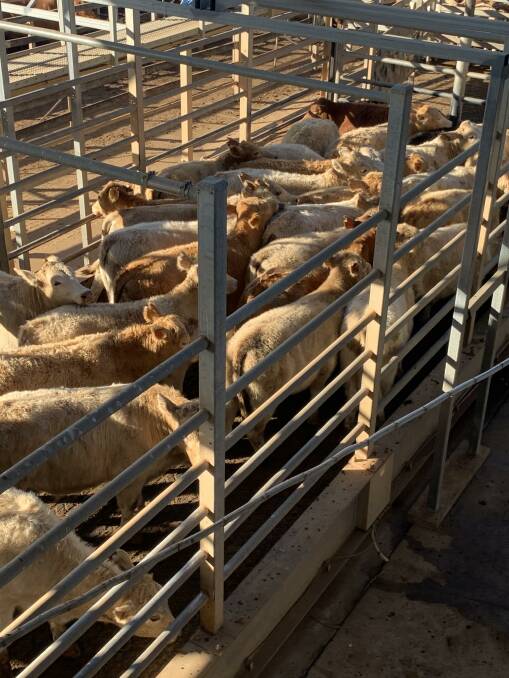 Weaners sold in late June at the Roma saleyards.